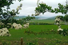 Hawthorns at Carrownamaddy with Lough Swilly, Inch Island, Inishowen and Fanad in the distance.