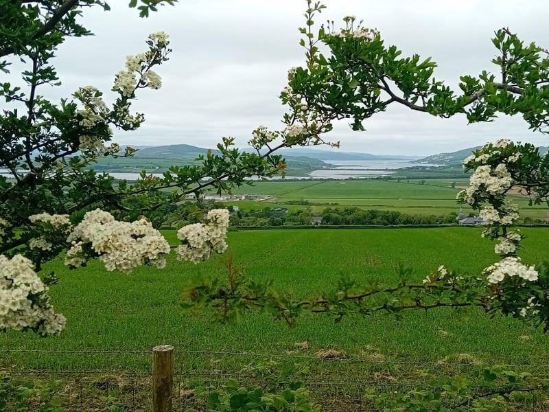 Hawthorns at Carrownamaddy with Lough Swilly, Inch Island, Inishowen and Fanad in the distance.