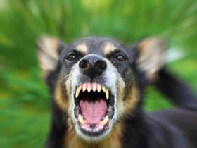 109 people were treated in Western Trust hospitals for dog bites over the past 15 years.