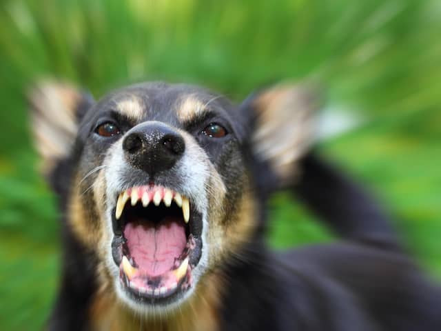 109 people were treated in Western Trust hospitals for dog bites over the past 15 years.