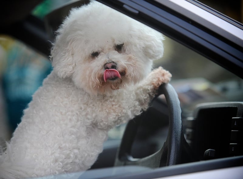 Every man and his dog was at the St Patrick's Day parade in Buncrana. DER1514SL018 Photo: Stephen Latimer