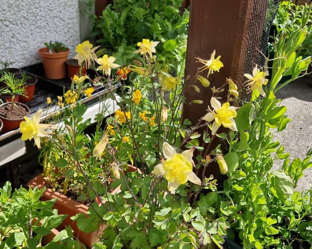 Seed grown Columbine (also known as aquilega or Granny's Bonnet) is a perennial late spring bloomer.