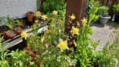 Seed grown Columbine (also known as aquilega or Granny's Bonnet) is a perennial late spring bloomer.