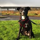 St Columb’s Animal Rescue and Rehoming (SCARR) are appealing for a special home for an eight month old puppy named Taz.