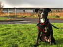 St Columb’s Animal Rescue and Rehoming (SCARR) are appealing for a special home for an eight month old puppy named Taz.