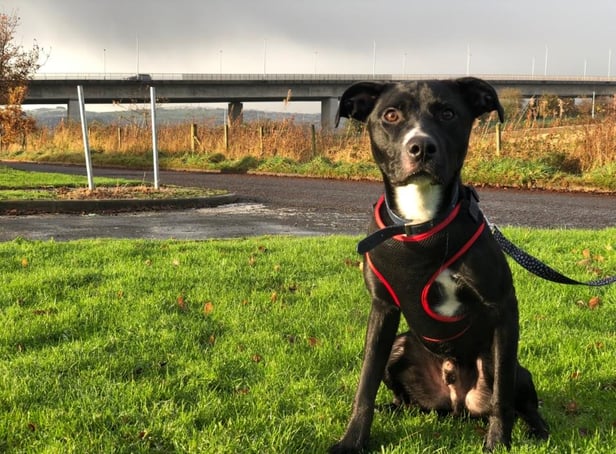 St Columb’s Animal Rescue and Rehoming (SCARR) are appealing for a special home for an eight month old puppy named Taz.