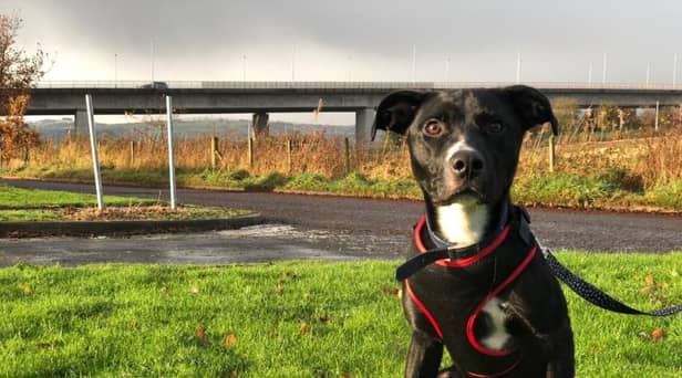 St Columb’s Animal Rescue and Rehoming (SCARR) are appealing for a special home for an eight month old puppy named Taz.