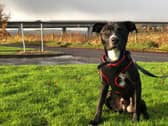 St Columb’s Animal Rescue and Rehoming (SCARR) are appealing for a special home for an eight month old puppy named Taz.