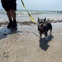 Probiotics could help save your holiday - Animal News Agency