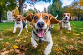 Cute funny beagle dogs group running and playing on green grass in park in autumn. GAI, khwanchai - stock.adobe.com