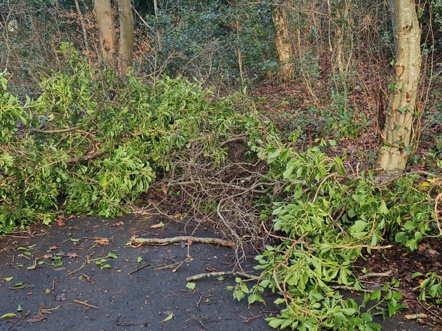 Fallen branches at St. Columb's Park