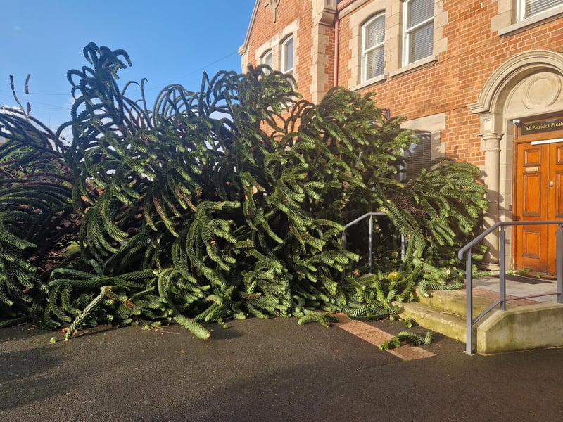 A large monkey puzzle tree in the grounds of St. Parick’s Church in Pennyburn was felled by Storm Éowyn on Friday morning.
