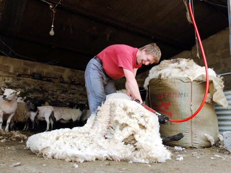 Gary Butler shearing sheep at McGowan's Farm, Ballyderowen, Burnfoot.