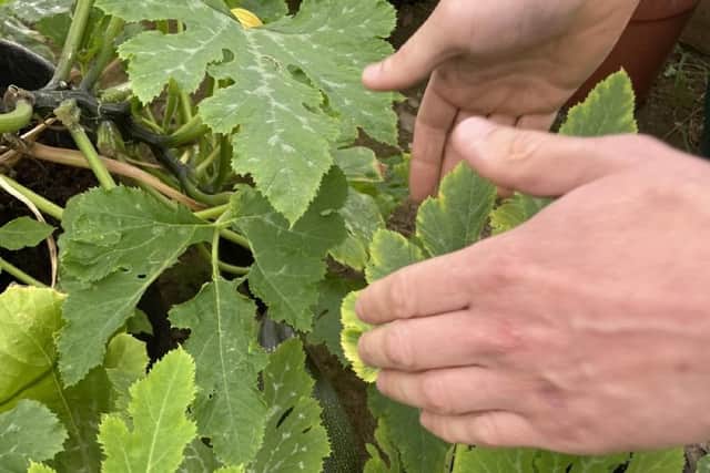 The ‘I Can Grow’ programme offers the perfect opportunity to connect with nature, learn valuable skills, and contribute to a more sustainable future.