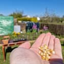 Organic sweetcorn seeds.