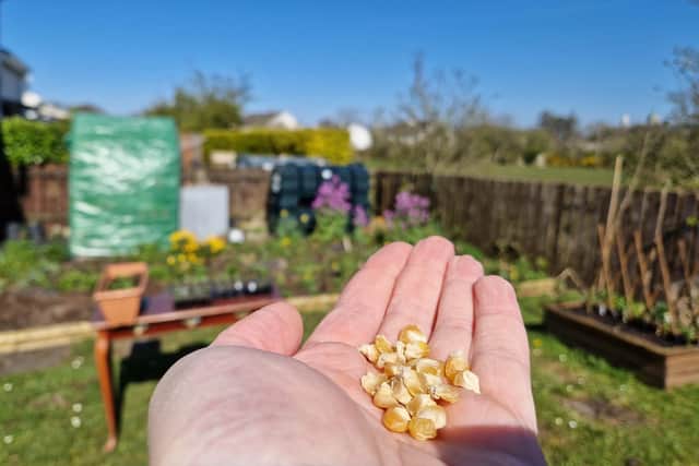 Organic sweetcorn seeds.