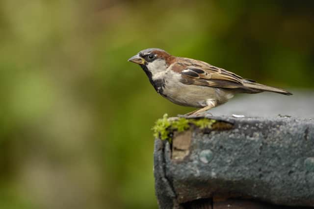 House sparrow. Picture: Ray Kennedy 