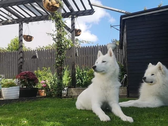 A selection of pictures sent in by Derry Journal readers of their beautiful dogs.