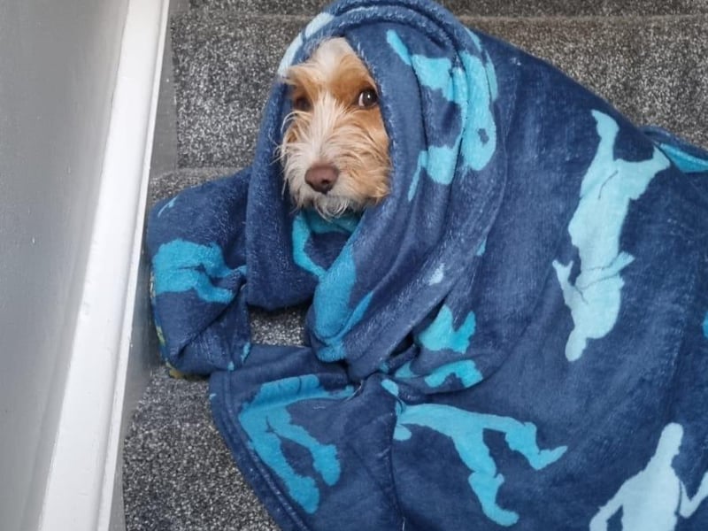 Not a morning puppy