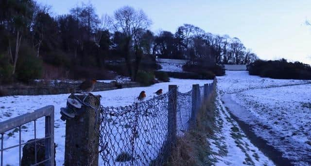 Three robins waiting on their breakfast at Moville Green on Thursday morning, Picture: Anthony Craig