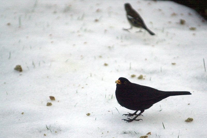 Derry in the snow in the early 2000s.