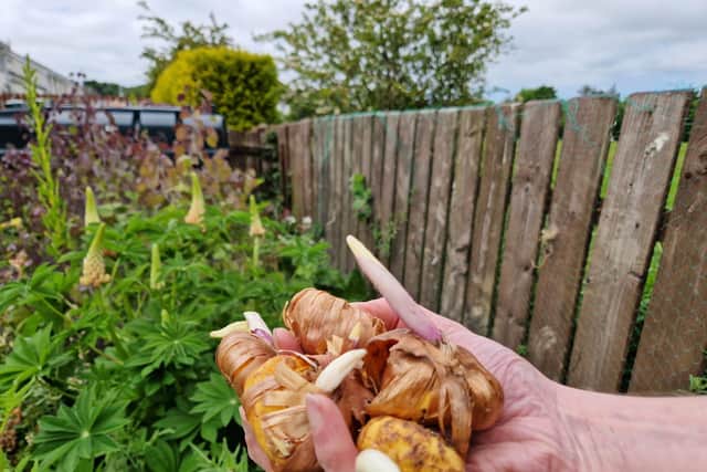 Gladioli bulbs can be planted straight into the ground.