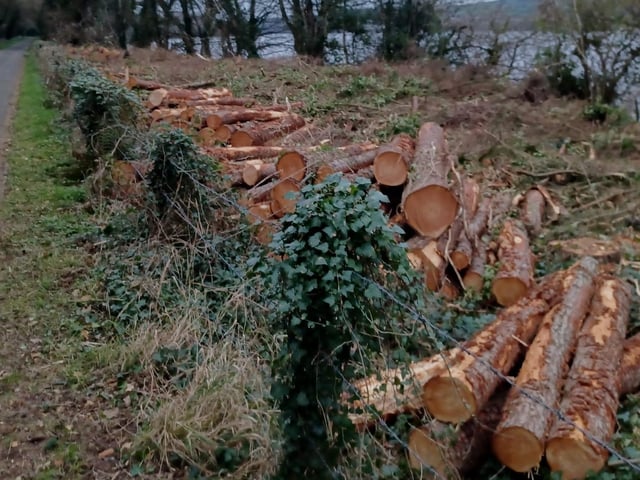 Harvested trees awaiting collection.