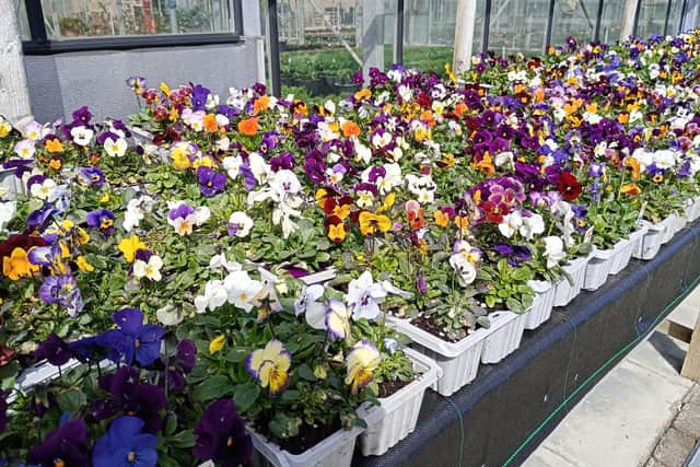 Colourful pansies, grown from seed or purchased from a garden centre, are a great addition for flower containers.