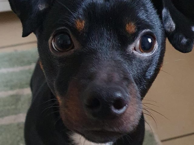The delightful dogs of Derry and Inishowen, as sent in by proud Derry Journal readers.