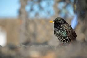 European starling, adult perched.