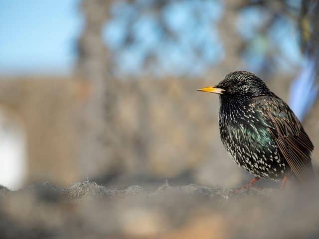 European starling, adult perched.