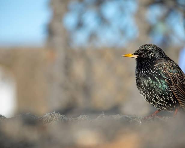 European starling, adult perched.