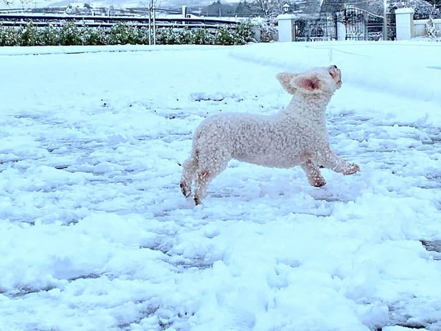 A selection of pictures sent in by Derry Journal readers of their beautiful dogs.