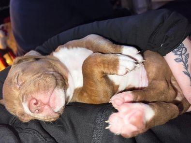 Part two in a collection of pictures of the beautiful dogs of Derry and Donegal, sent in by Derry Journal readers.