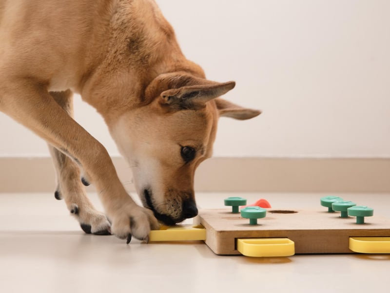 You can get brain games and puzzles of all shapes and sizes for dogs these days and they're great for mental stimulation for your pup. Brain games burn loads the dog's energy too so they'll be knackered after having a go. Make sure and supervise the dog with their puzzle at all times. For a cheaper alternative, you can play hide and seek with treats or the dogs favourite toy by making the dog stay in bed and hiding something around the house before telling them to go find it. Start off easy by hiding the treat in an easy-to-find place and gradually increase the difficulty.