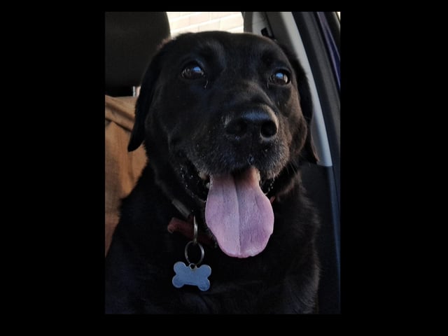 A wee old boy enjoying the car