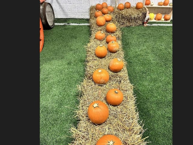 There are so many pumpkins to choose from.
