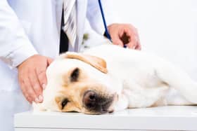 A planning application has been submitted for a new veterinary clinic in Burnfoot in Donegal. Picture: Adobe.