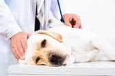 A planning application has been submitted for a new veterinary clinic in Burnfoot in Donegal. Picture: Adobe.
