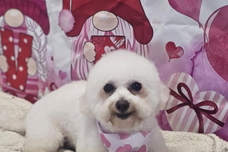 Wee Holly all freshly groomed, from Kiki Dee.