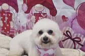 Wee Holly all freshly groomed, from Kiki Dee.