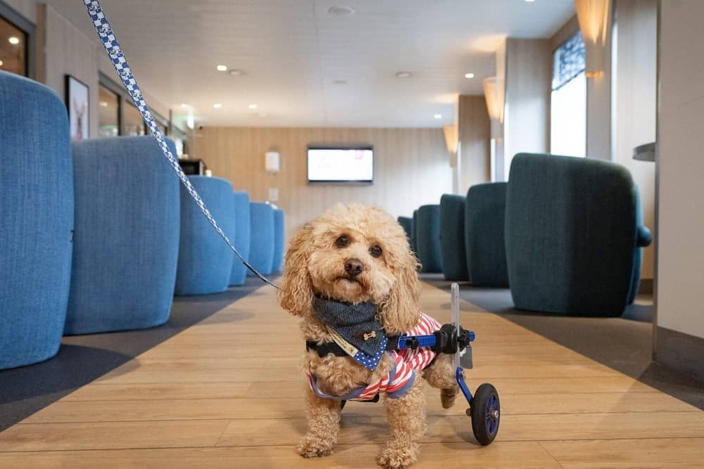 Henry Wee Wheels visiting Stena Line's Pet Lounge