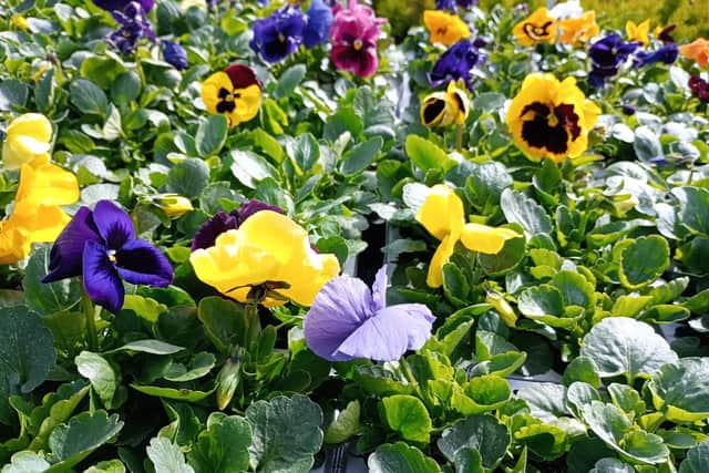 Colourful flowers can lift your mood, especially if you grew them yourself from seed.