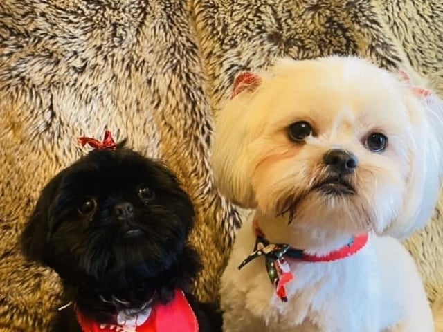 A selection of pictures sent in by Derry Journal readers of their beautiful dogs.