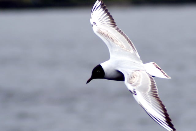 Seagull over river Foyle 2008. (Hugh Gallagher)