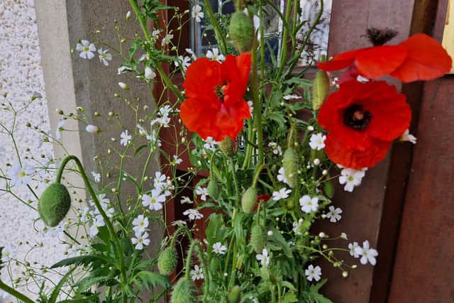 Baby's breath and oriental Poppies work well together.