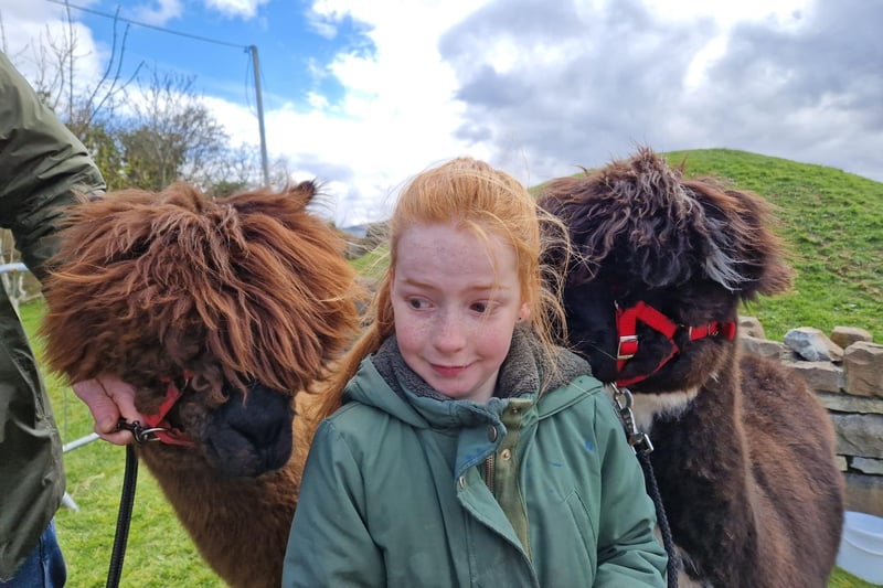 Young Cara with the alpacas Seamus (left) and Badger (right) from Wild Alpaca Way in Malin Head.