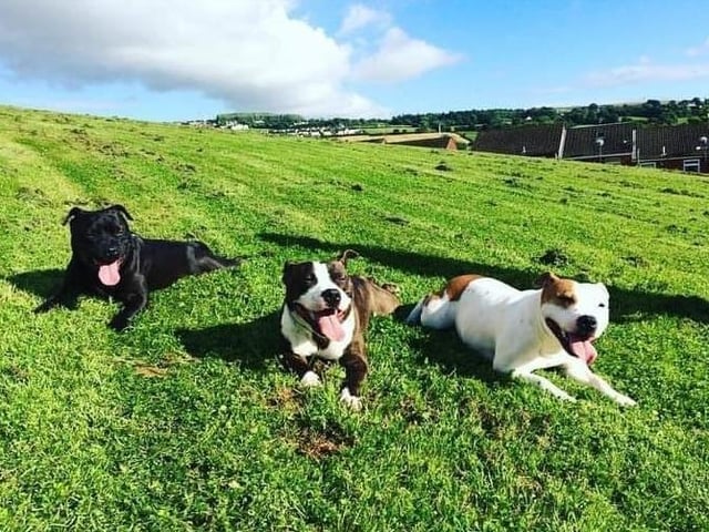 A family picture Tyson on the left (Daddy) Askhim in the middle (son) and Cody on the right (mammy)