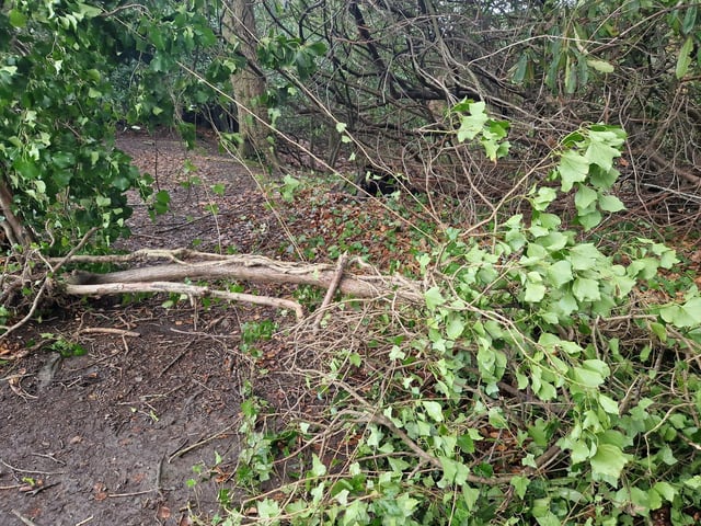 Fallen branches at St. Columb's Park