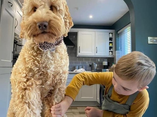 Bosco and Finn, best friends forever. The most kind, patient dog